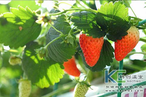 無土栽培，無土栽培技術(shù)，無土栽培設(shè)備