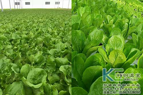 山西,植物工廠,無(wú)土栽培