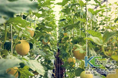 無土栽培，無土栽培技術，無土栽培設備