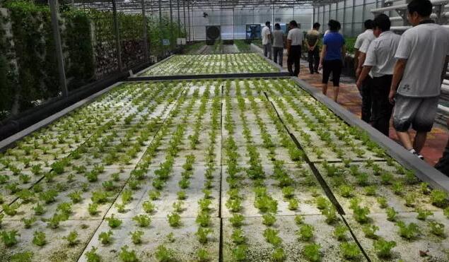 無土栽培，無土栽培技術(shù)，無土栽培設(shè)備