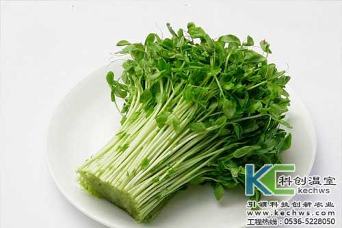 無土栽培，無土栽培技術，無土栽培設備