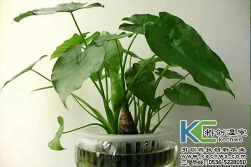 無土栽培，無土栽培技術，無土栽培設備