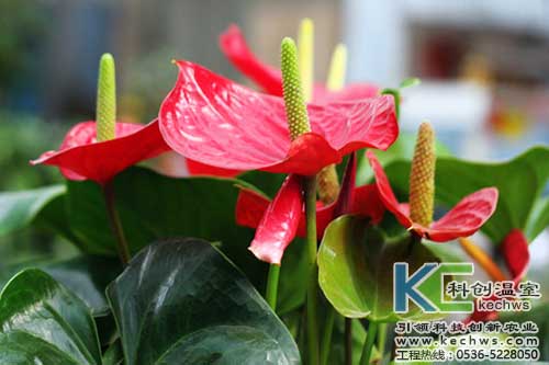 無土栽培，無土栽培技術，無土栽培設備