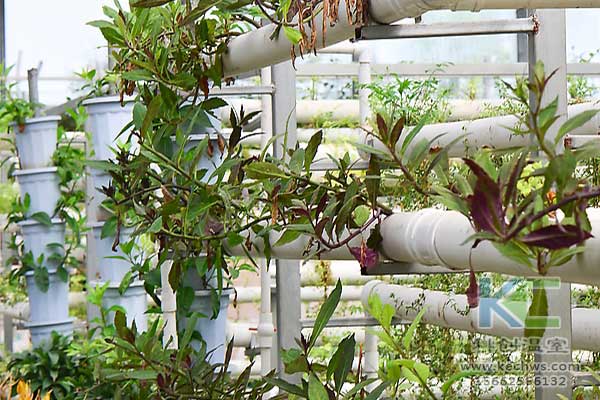 無土栽培，無土栽培技術，無土栽培營養(yǎng)液