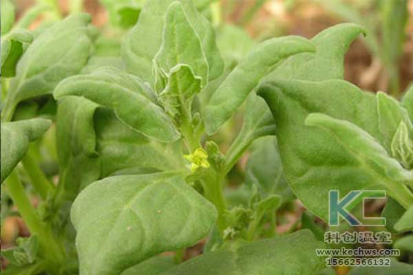 無土栽培，無土栽培技術(shù)，無土栽培設(shè)備