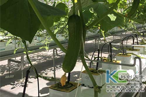 無土栽培,無土栽培技術,基質栽培