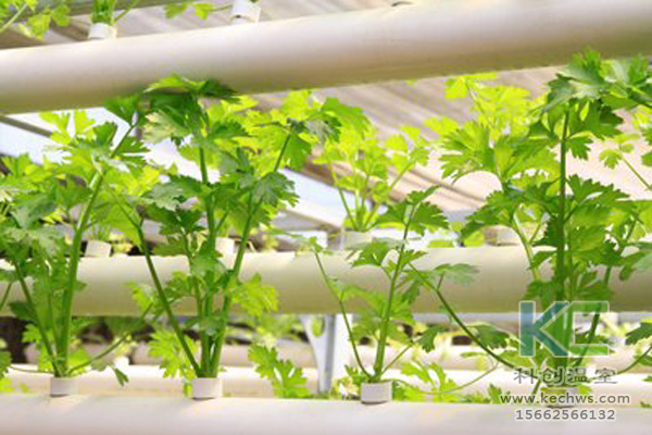 無土栽培，無土栽培技術(shù)，無土栽培設(shè)備