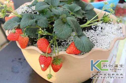 無土栽培，無土栽培技術(shù)，無土栽培設(shè)備