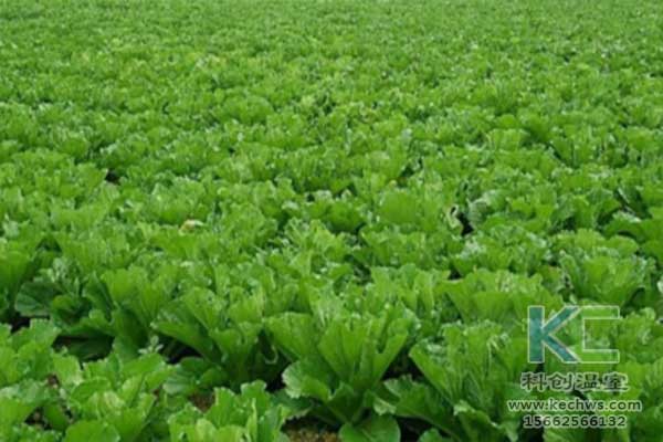 無土栽培，無土栽培技術，無土栽培設備