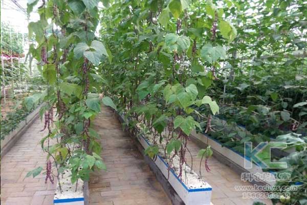 無土栽培，無土栽培技術，無土栽培設備