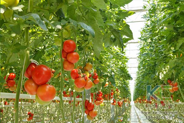 無土栽培，無土栽培技術