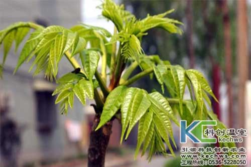 無土栽培，無土栽培技術(shù)，無土栽培設(shè)備