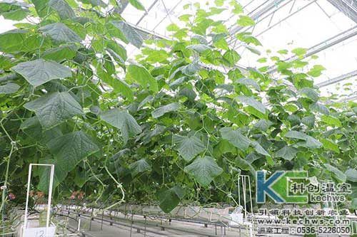 無土栽培，無土栽培技術(shù)，無土栽培設(shè)備