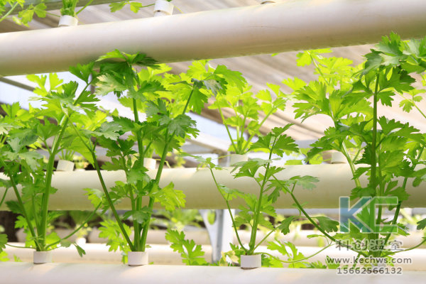 無土栽培，設(shè)備，無土栽培設(shè)備，設(shè)施