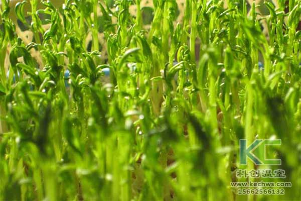 無(wú)土栽培，無(wú)土栽培基質(zhì)