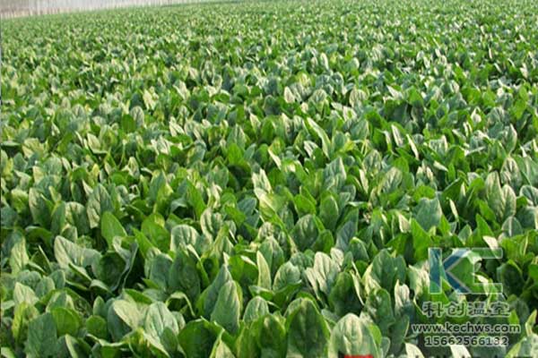 無土栽培，無土栽培技術(shù)，無土栽培設(shè)備