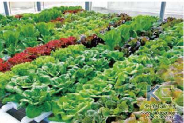 無土栽培，無土栽培技術，無土栽培設備