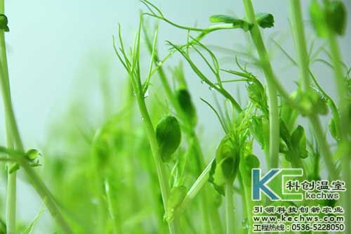 無土栽培，無土栽培技術，無土栽培設備