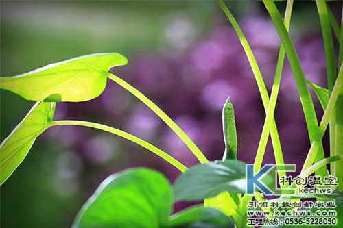 無土栽培，無土栽培技術，無土栽培設備