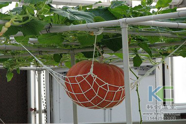 無土栽培技術，魚菜共生系統，無土栽培，溫室大棚