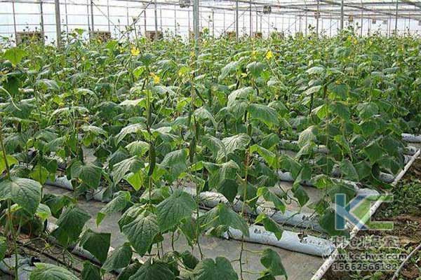 無土栽培，無土栽培技術(shù)，無土栽培設(shè)備