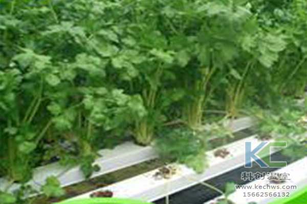 無土栽培，無土栽培技術，無土栽培設備