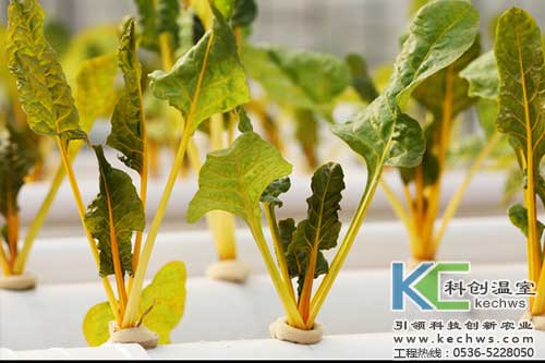 無土栽培,無土栽培技術,無土栽培設備