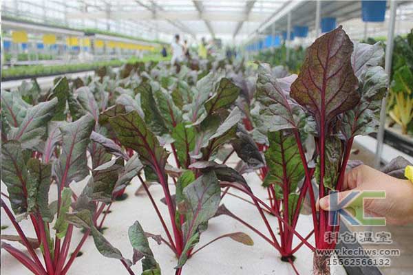 無土栽培，無土栽培技術，無土栽培設備