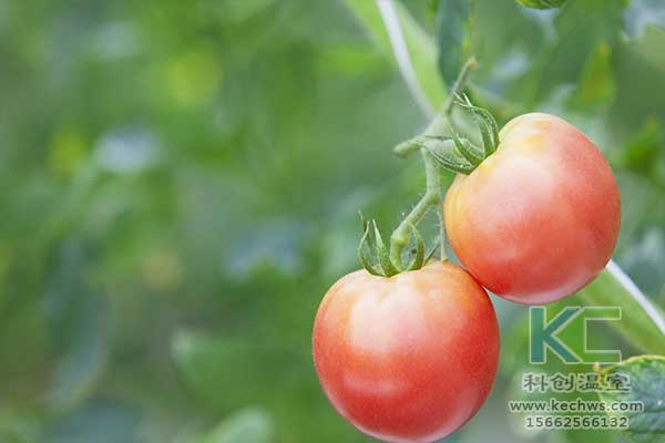 無土栽培，無土栽培技術