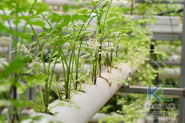 無土栽培，無土栽培技術，無土栽培設備
