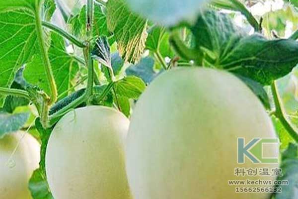 無土栽培，無土栽培技術(shù)，無土栽培設(shè)備