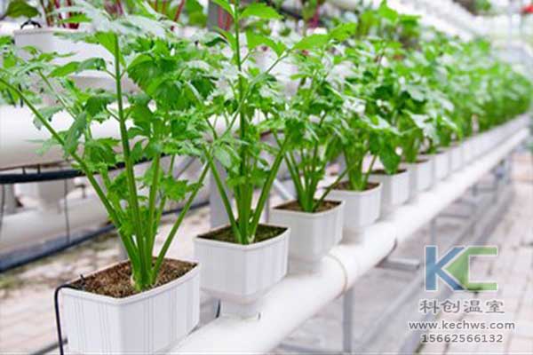 無土栽培，無土栽培技術，無土栽培設備