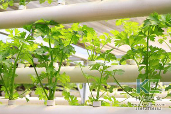 無(wú)土栽培,無(wú)土栽培技術(shù),無(wú)土栽培設(shè)備