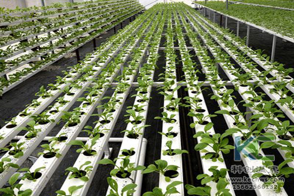 無土栽培技術，魚菜共生系統，無土栽培，溫室大棚