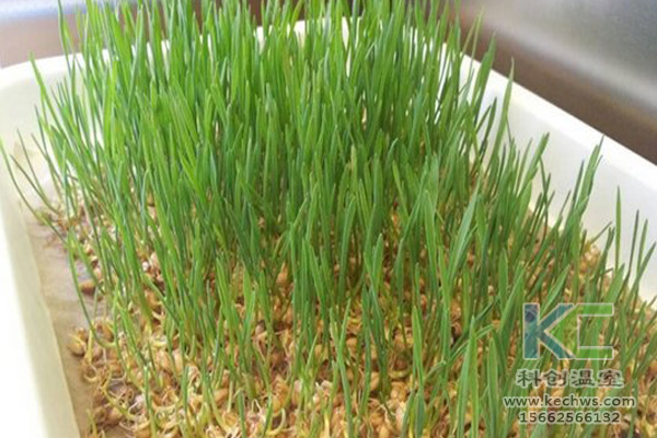 蔬菜無土栽培，無土栽培技術(shù)，無土栽培設(shè)備，無土栽培