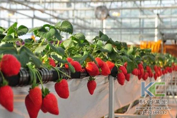 無土栽培，無土栽培技術，無土栽培設備