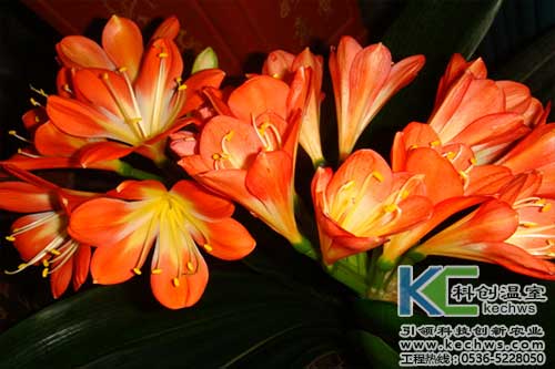 無土栽培,無土栽培技術(shù),無土栽培設(shè)備