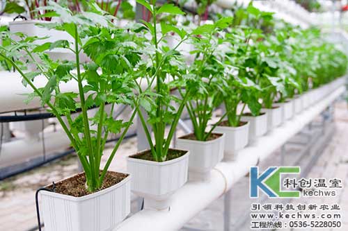無土栽培，無土栽培技術(shù)，無土栽培設(shè)備