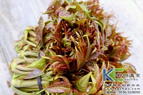 無土栽培，無土栽培技術(shù)，無土栽培設(shè)備