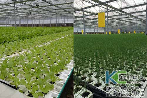 山西,植物工廠,無(wú)土栽培