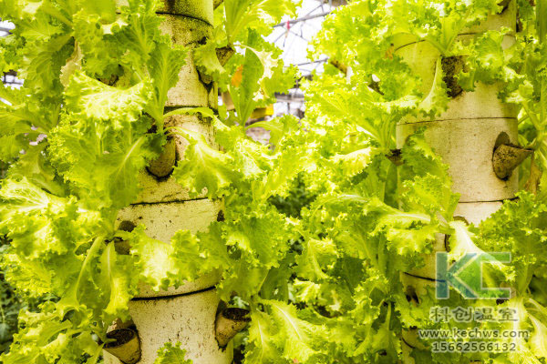 無土栽培，無土栽培技術，無土栽培設備