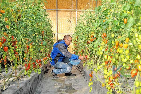 無土栽培，無土栽培技術，無土栽培設備