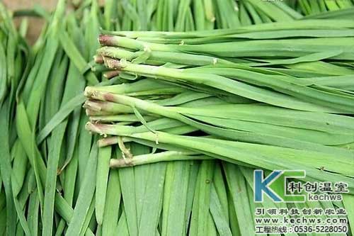 無土栽培，無土栽培技術，無土栽培設備