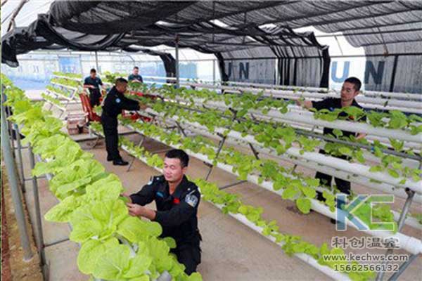 無(wú)土栽培，無(wú)土栽培技術(shù)