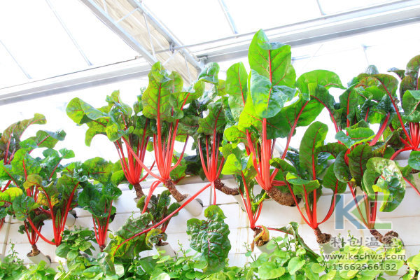 無土栽培技術(shù)，無土栽培設(shè)備，無土栽培，溫室大棚