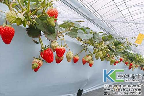 無土栽培，無土栽培技術，無土栽培設備