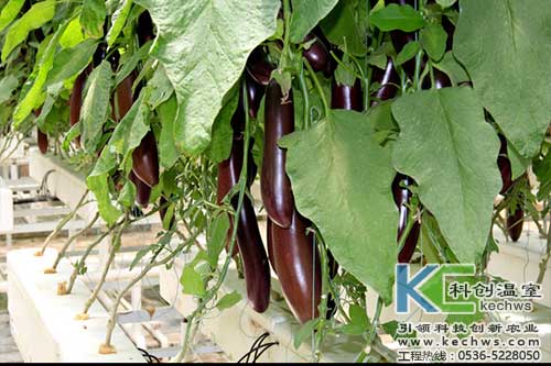 無土栽培，無土栽培技術，無土栽培設備