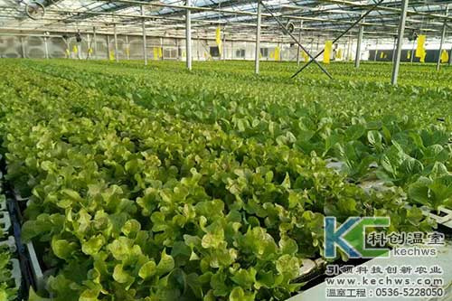 山西,植物工廠,無(wú)土栽培