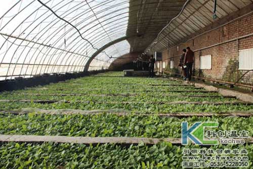 無土栽培，無土栽培技術，無土栽培設備