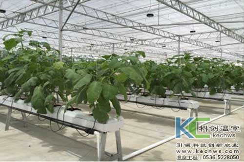 無土栽培，無土栽培技術，無土栽培設備